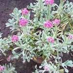 planta curativa Pie de gato