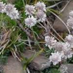 planta curativa Pie de gato