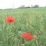 planta curativa Pie de gato