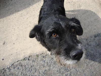 Perrita cruce de snauzer en la calle, ayuda, URGENTISIMO‏!!