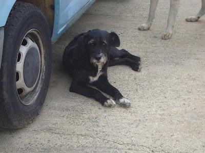 Perrita cruce de snauzer en la calle, ayuda, URGENTISIMO‏!!