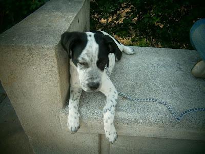 DALMI, CACHORRITA CRUCE DALMATA BUSCA FAMILIA - VALENCIA‏
