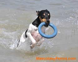 Perro Ratonero Bodeguero Andaluz 