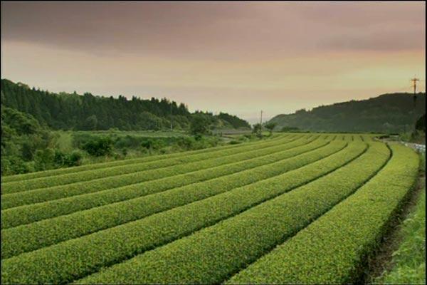 Un campo de té en Japón