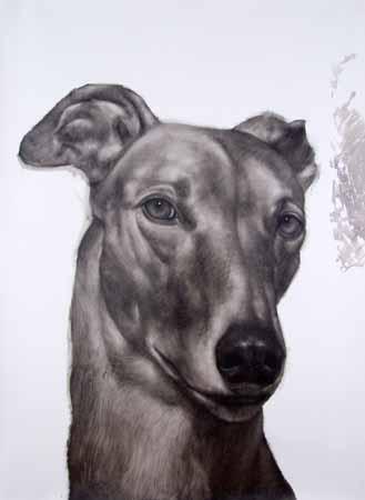 Juan Perdiguero 'Canino gris', dibujo de la serie 'Caninos 2'.