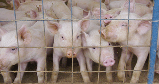 Alimentación vegetariana y progreso espiritual