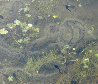 Puestas de sapo corredor