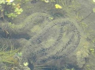 Puestas de sapo corredor