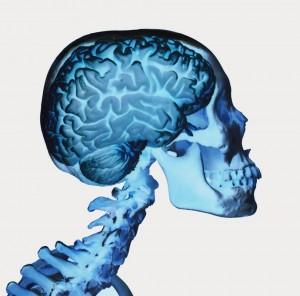 Taller de Neurociencia