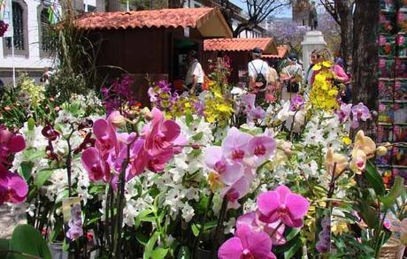 Fiesta de la Flor, Madeira. www.visitmadeira.pt