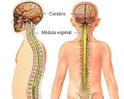  El fluido espinal podría contener claves para determinar el síndrome de fatiga crónica