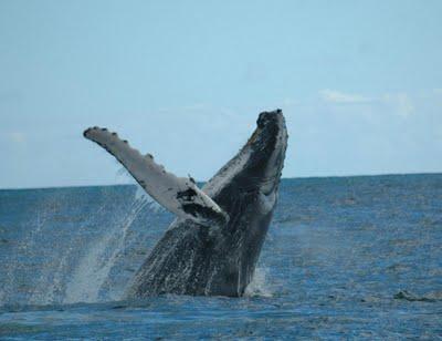 La Ballena azul en peligro de extinción