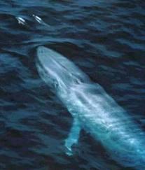 La Ballena azul en peligro de extinción