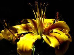 Soy candelilla en tu camino