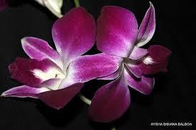 Soy candelilla en tu camino