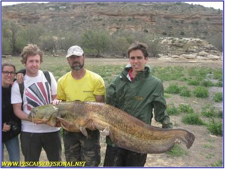 SILUROS AL LANZADO EMBALSE DE MEQUINENZA SILUROS AL LANZADO
