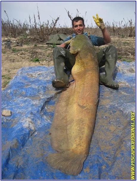 PESCA GUIADA SILUROS AL LANZADO SILUROS AL LANZADO