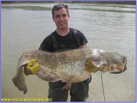 SILUROS AL LANZADO EN EL RIO EBRO SILUROS AL LANZADO
