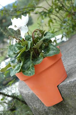 Migtest, una maceta diferente