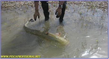 com1 GUIAS DE PESCA DE SILUROS AL LANZADO