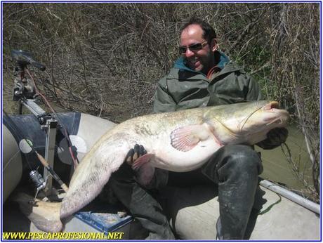 siluros al lance GUIAS DE PESCA DE SILUROS AL LANZADO