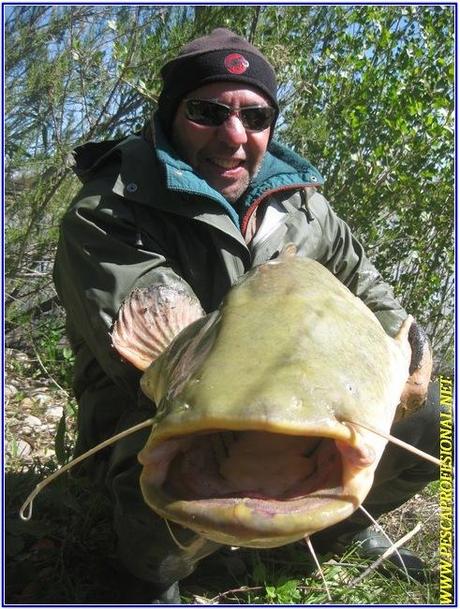 wels catfish GUIAS DE PESCA DE SILUROS AL LANZADO