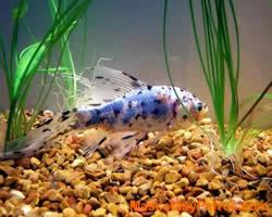 fotos Peces Shubunkins 