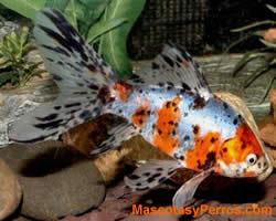 fotos Peces Shubunkins 