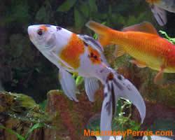 fotos Peces Shubunkins 