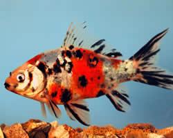 fotos Peces Shubunkins 