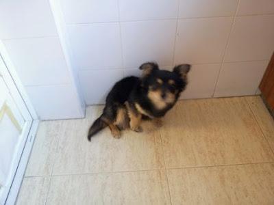 Bartolo, cachorro de 6 meses, perrito mini de 3,5 kilos...‏(Murcia)