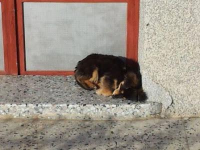 Bartolo, cachorro de 6 meses, perrito mini de 3,5 kilos...‏(Murcia)