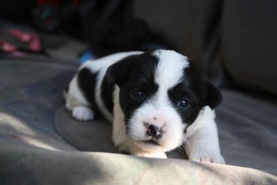 PERRITA CON SUS DOS BEBÉS EN LA CALLE. (BADAJOZ)