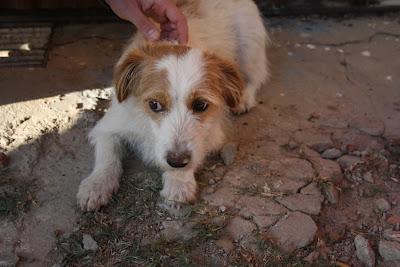 PERRITA CON SUS DOS BEBÉS EN LA CALLE. (BADAJOZ)