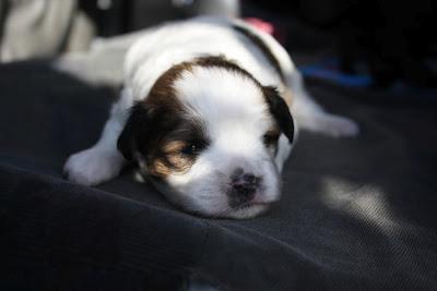 PERRITA CON SUS DOS BEBÉS EN LA CALLE. (BADAJOZ)