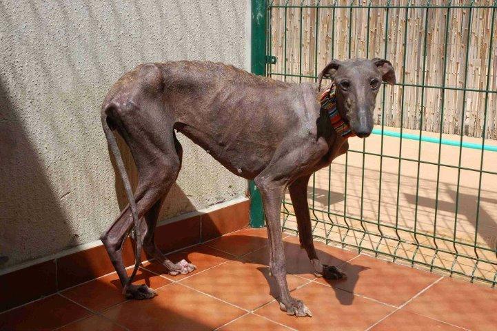 Novedades de Violeta