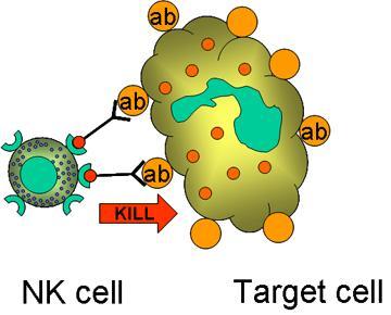 Lucha contra el cáncer: células NK Blog de Farmacia celulasNK Lucha contra el cáncer: células NK