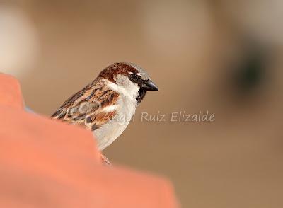 Gorriones desde la ventana...