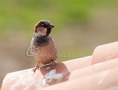Gorriones desde la ventana...