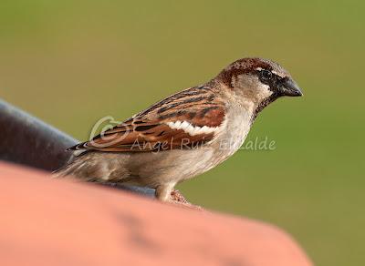 Gorriones desde la ventana...
