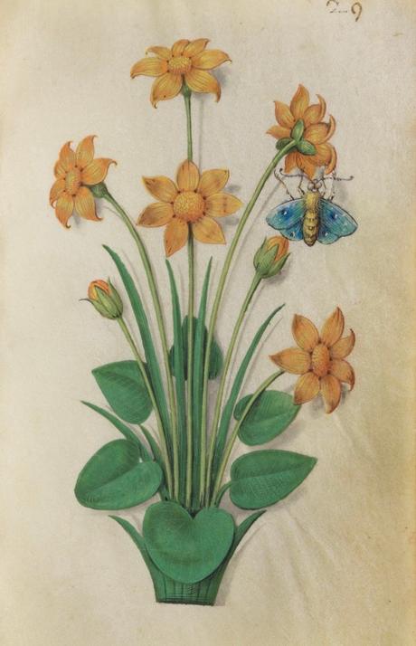 Las primeras flores.