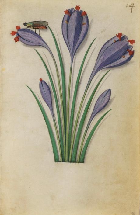 Las primeras flores.