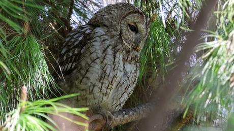 Un cárabo entre las acículas