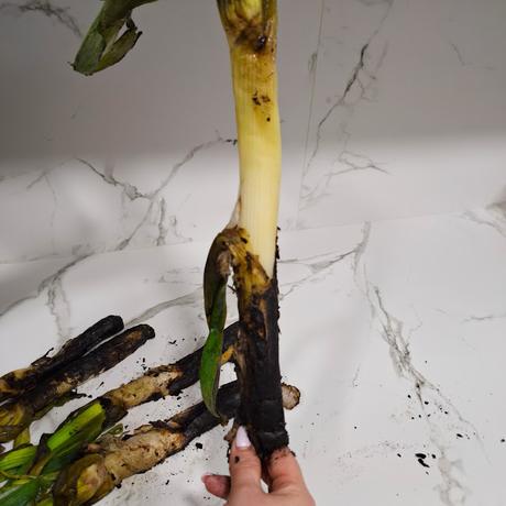 Tortilla de Calçots a la brasa en su salsa