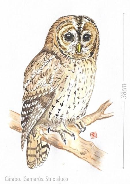 Cárabos en fase brancher Cárabos en fase brancher