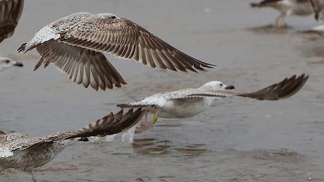 Gaviota del Caspio con anilla polaca