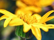 Árnica, tesoro botánico protegido para preservar legado milenario