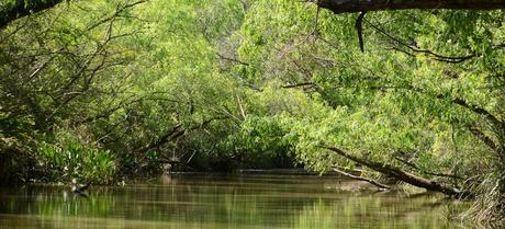 Paseo por el delta del Río Paraná