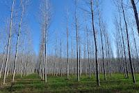 Espacio Natural de l'estany de Sils
