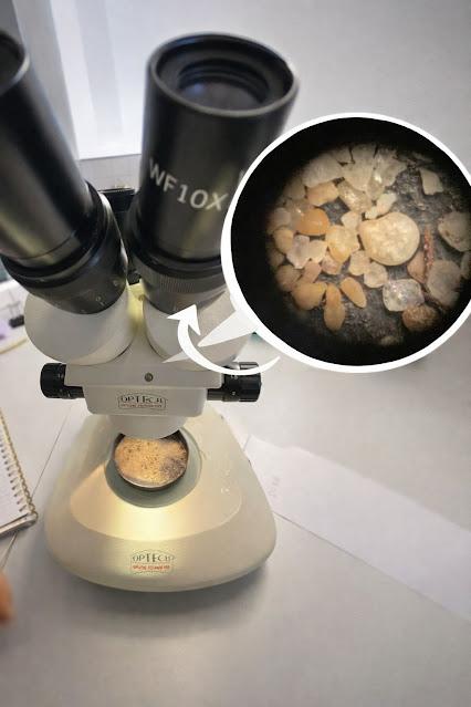 foraminĂfero foraminĂfero